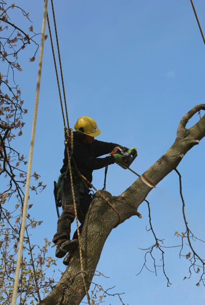 richard burlton eaf5cOAt66g unsplash Arborist in safety gear pruning a large tree during winter dormant season