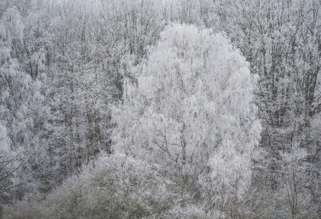 zdenek machacek YJjsDTXvQeU unsplash Frost-covered trees in a wintry landscape showing the effects of freezing temperatures on tree canopies and branches