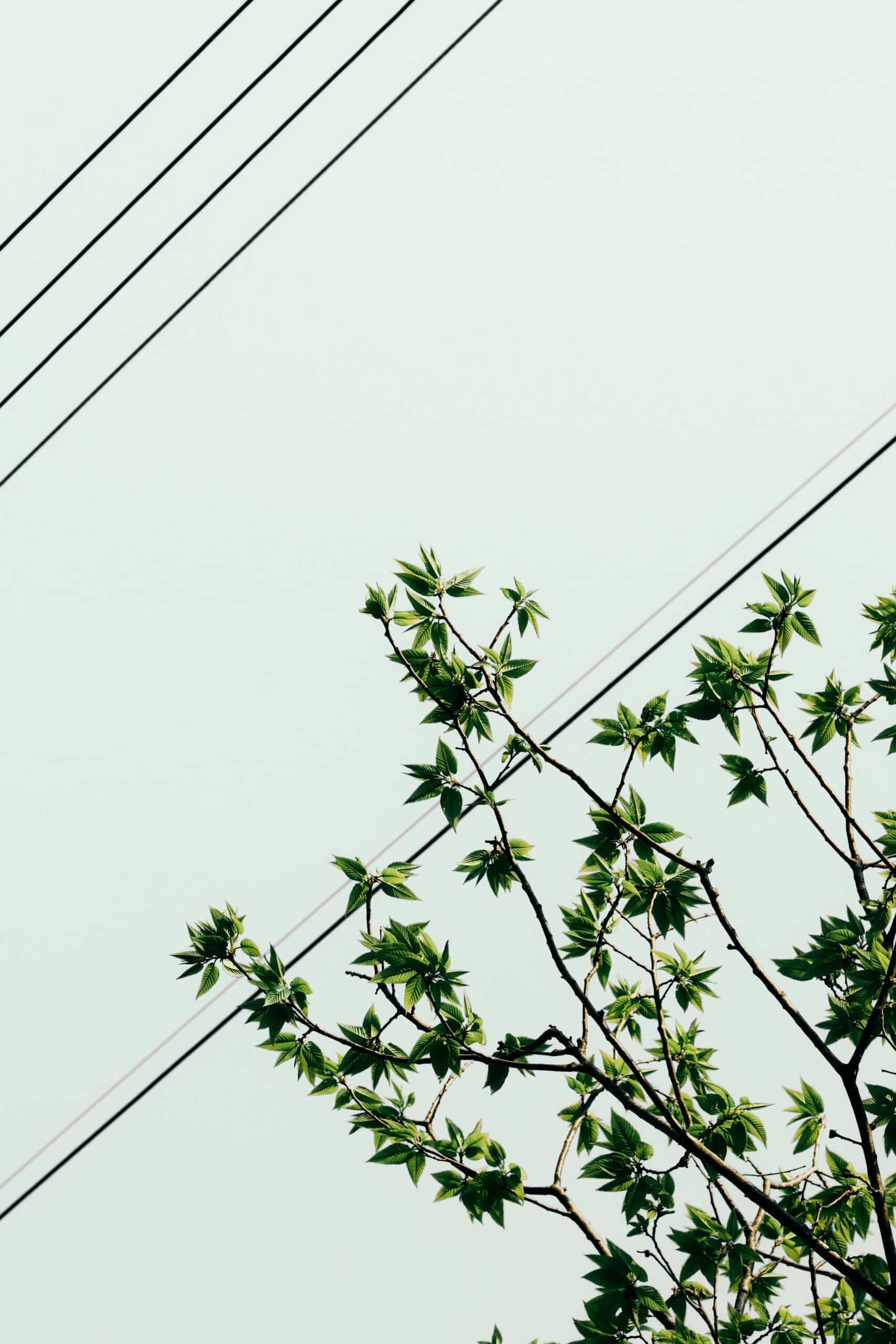 Green tree branches with new spring leaves reaching up toward overhead power lines against a pale sky.