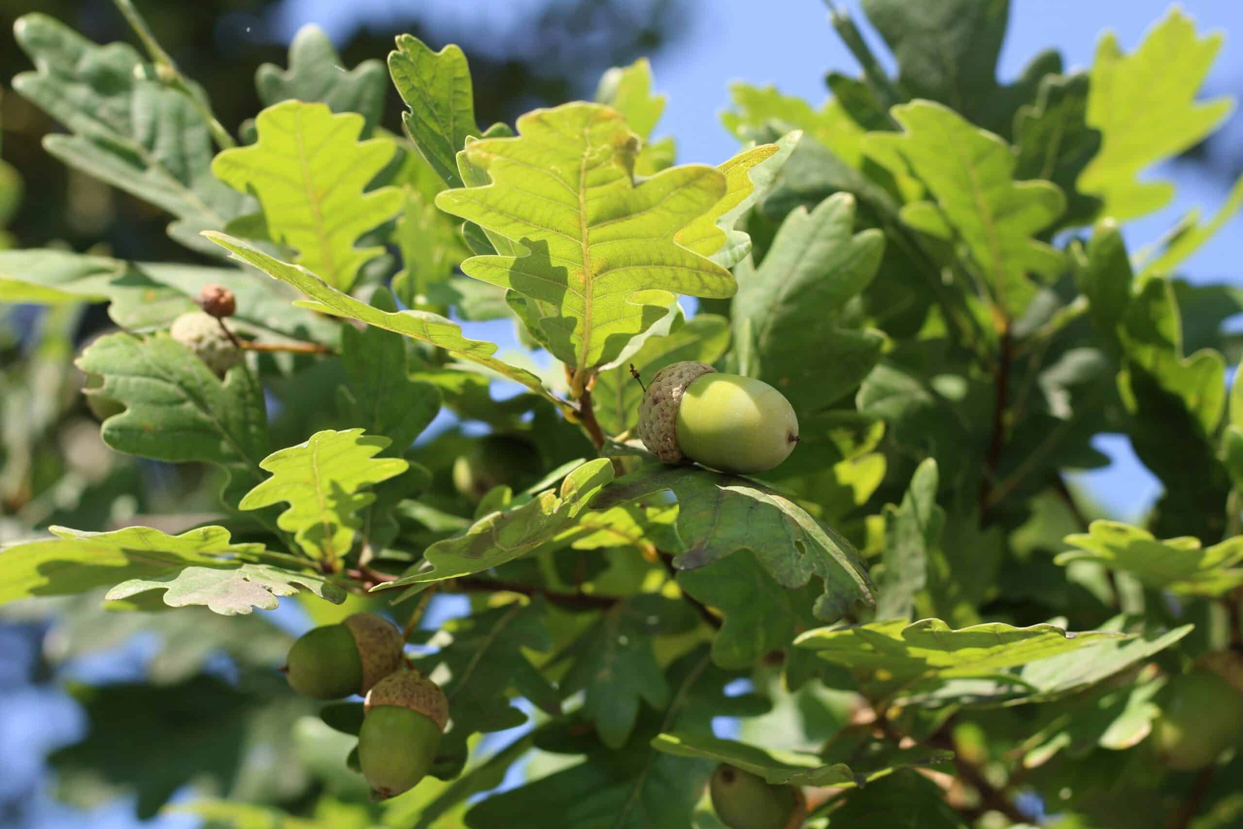 Green acorns and lobed oak leaves on a branch against a blue sky, with a round oak gall visible among the foliage.unsplash